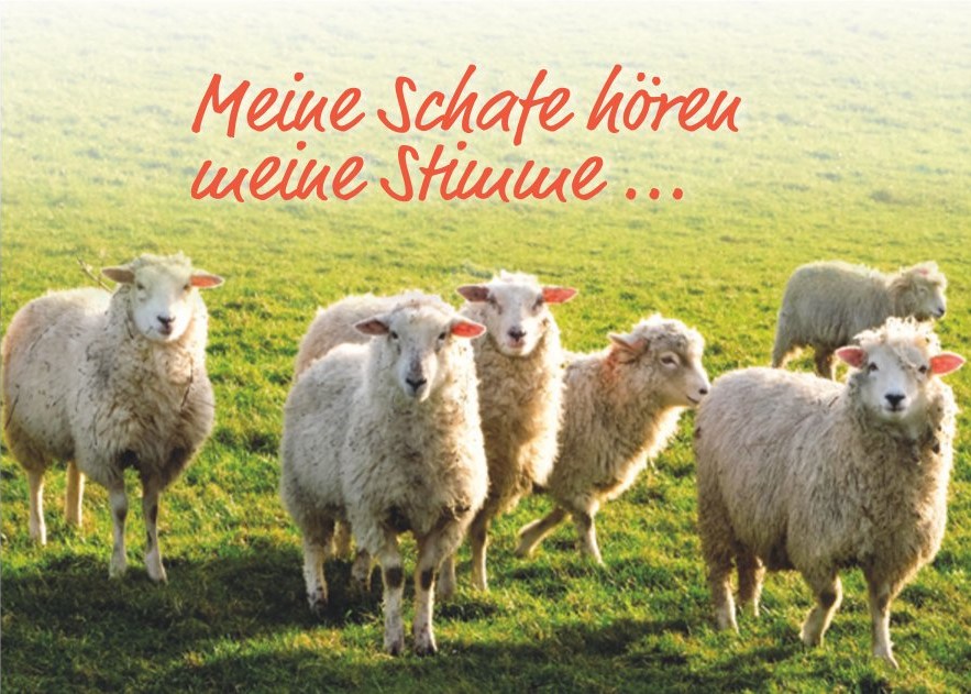Meine Schafe hören meine Stimme...